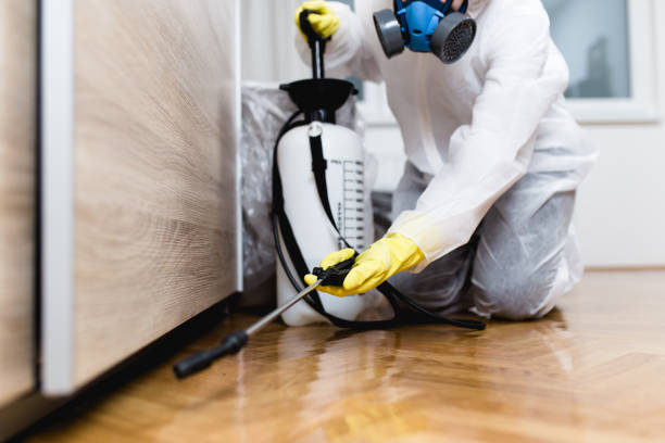 Best Wasp Removal Services  in Page, AZ