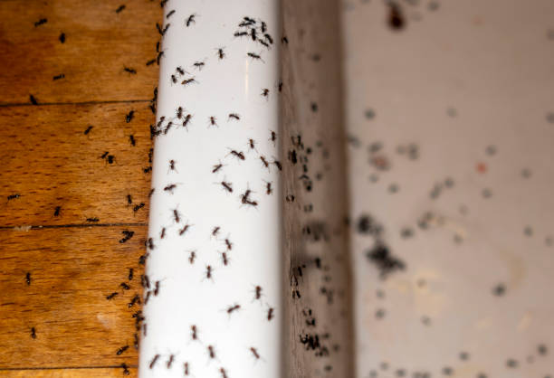 Spider Control Near Me in Page, AZ