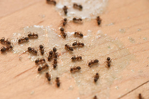 Best Cockroach Control Services  in Page, AZ
