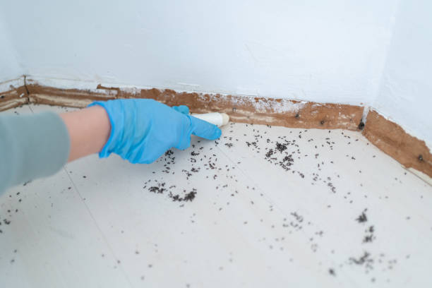 Best Wasp Removal Services  in Page, AZ